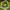 Морозник восточный Anemone Green Stopped