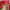 Бугенвиллия Chaozhou Red