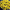 Хризантема мультифлора Noko Yellow (49)