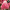 Гортензия метельчатая Ливинг Пинк энд Роуз, Living Pink & Rose
