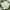 Гибискус сирийский Вайт Шифон, White Chiffon