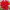 Гибискус китайский Double Red, Дабл Ред