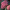 Гортензия древовидная Пинк Аннабель 2, Pink Annabelle 2