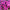 Хризантема мультифлора Brandhill Purple (37)