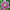 Морозник восточный Anemone Aubergine with White Edge