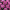 Хризантема мультифлора Mundo Pink (33)