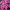 Хризантема мультифлора Paradiso Pink (34)