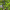 Лайм пальковый Chartreuse Green