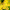 Хризантема мультифлора Homerun Yellow (Хомерун Еллоу)